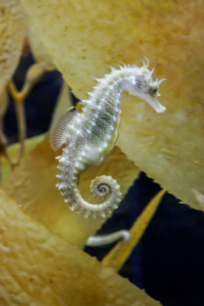 istock Sea horse in closeup 1134559148
