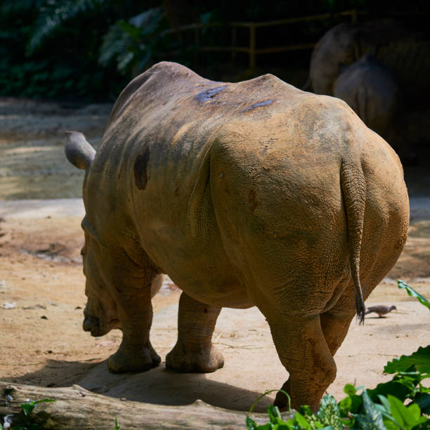 Cтоковое фото носорог