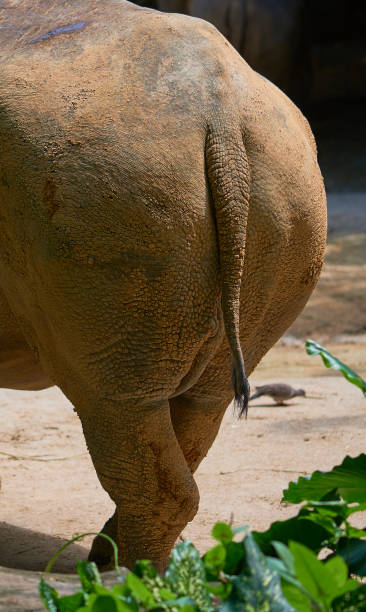 Cтоковое фото носорог