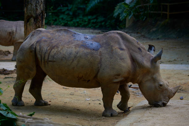 rinoceronte - foto stock