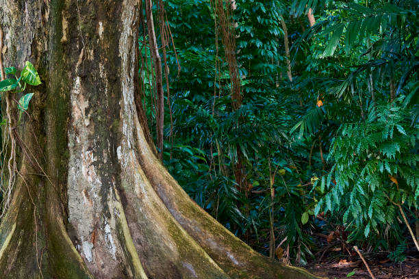 Cтоковое фото джунгли