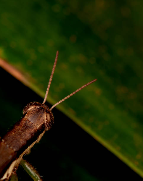 cavalletta - foto stock