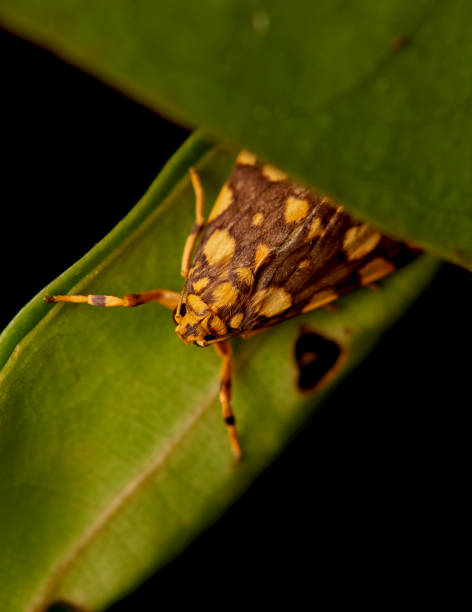 tarma - foto stock