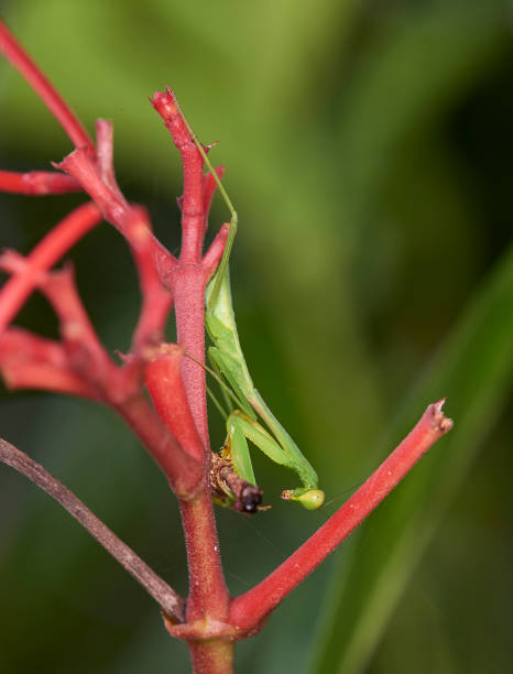 mantide - foto stock