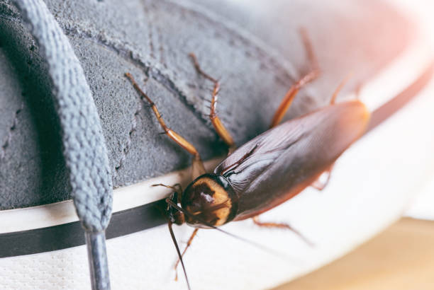 istock Cockroach live on the shoes. selective focus, 1134561180