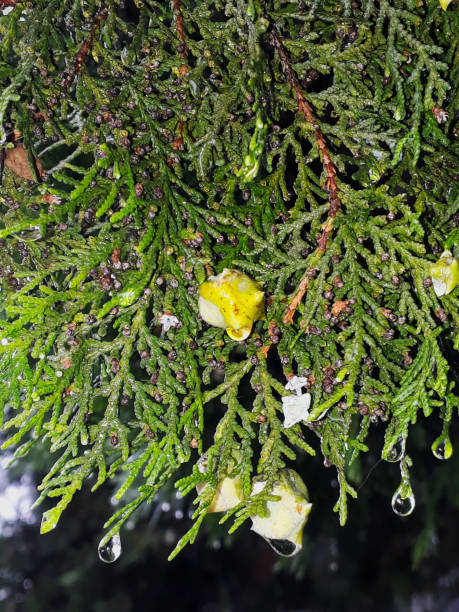 leaves and fruits, of pine or oriental arborvitae, wet by rain, sao paulo, Brazil leaves and fruits, of pine or oriental arborvitae, wet by rain, sao paulo, Brazil flower of oriental arborvitae stock pictures, royalty-free photos & images