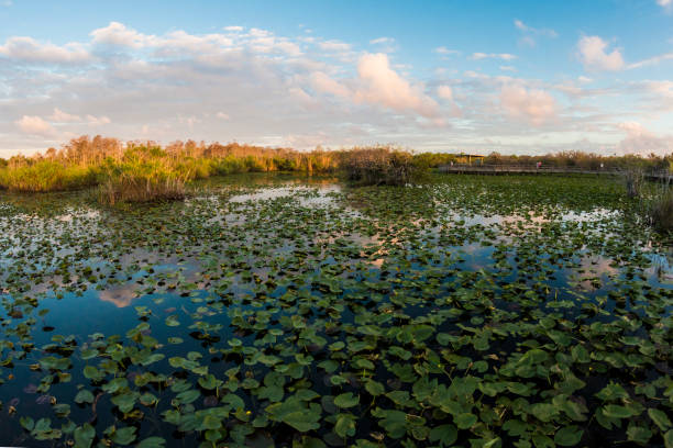 istock Anhinga Trail Sunset - Everglades National Park 1134563912