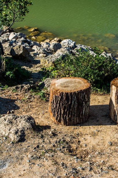 small piece of cut wood logs used for  wood texture background