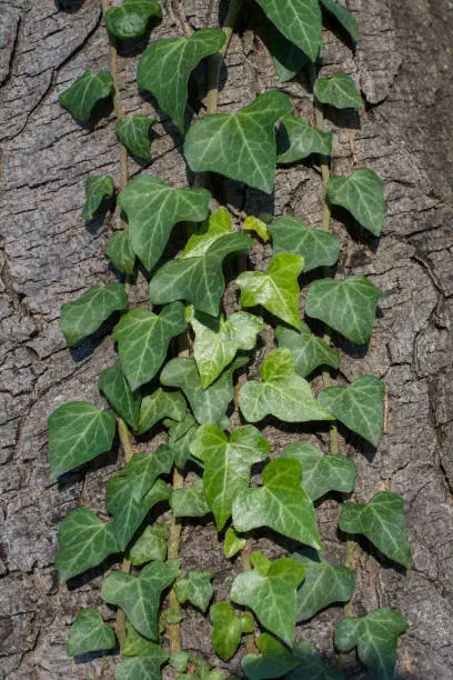 Leaves  as floral herbal nature background  texture