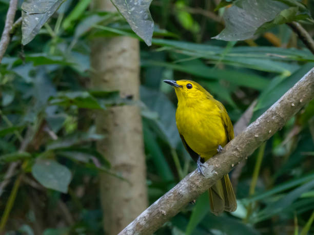 istock Yellow-browed Bulbul (Acritillas indica) race 
