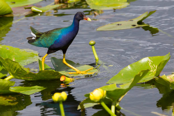 istock Wild Purple Gallinule - Everglades National Park 1134564459