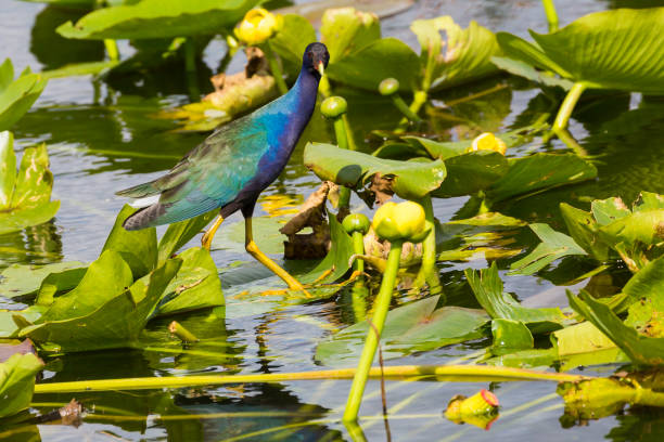 istock Wild Purple Gallinule - Everglades National Park 1134564996
