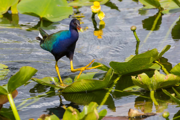 istock Wild Purple Gallinule - Everglades National Park 1134564997
