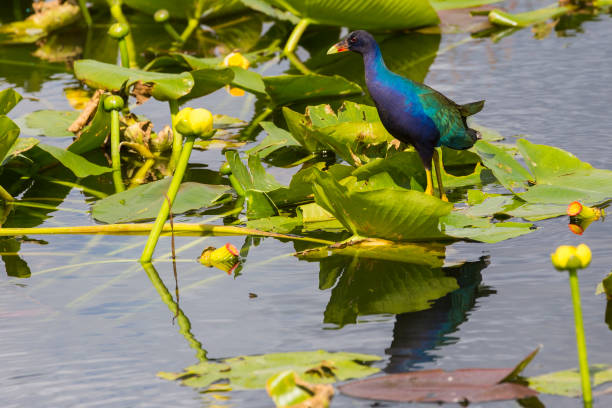 istock Wild Purple Gallinule - Everglades National Park 1134565041