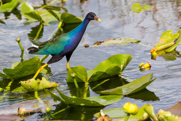 istock Wild Purple Gallinule - Everglades National Park 1134565087