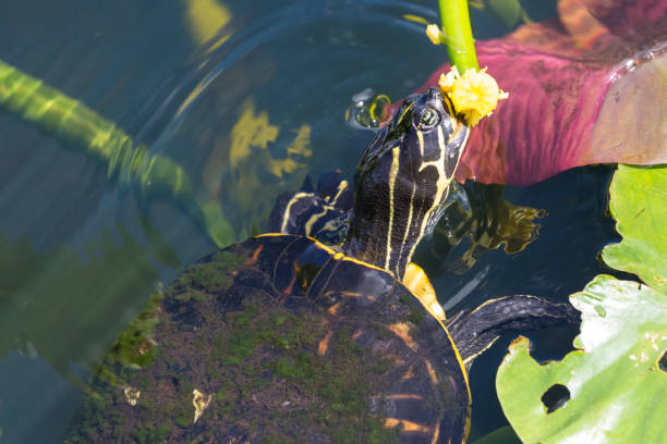 istock Redbellied Cooter Turtle - Everglades National Park 1134565160