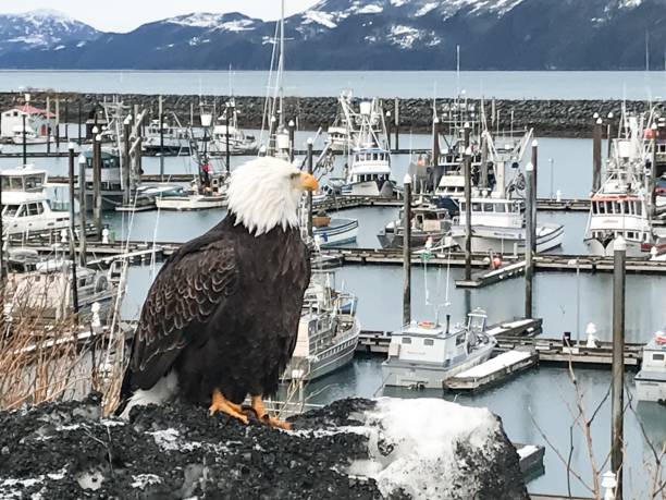 istock Bald Eagle Sitting in Cordova, Alaska 1134565397