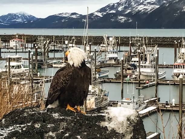 istock Bald Eagle Sitting in Cordova, Alaska 1134565399
