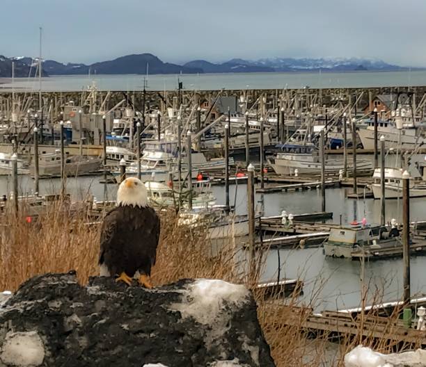 istock Bald Eagle Sitting in Cordova, Alaska 1134565431