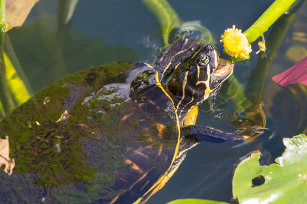 istock Redbellied Cooter Turtle - Everglades National Park 1134565445