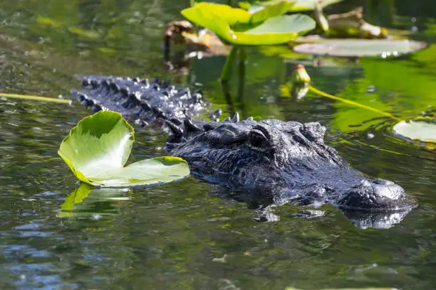 A wild alligator in the waters along the side of the Anhinga Trail in Everglades National Park (Florida).