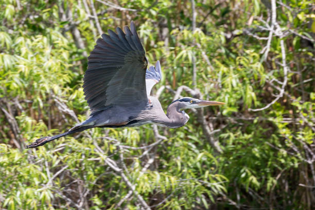 istock Wild Great Blue Heron - Everglades National Park 1134565457