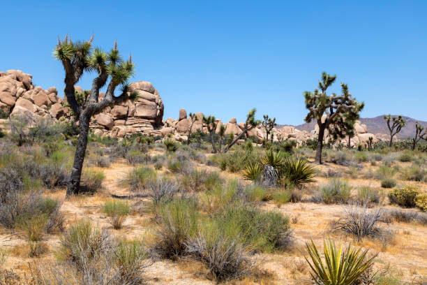 istock Joshua Tree National Park, California, USA 1134565465