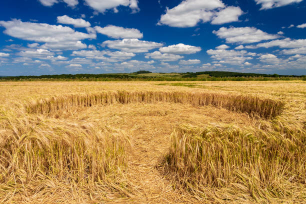 Small crop circle in a wheat field in Dorset stock photo