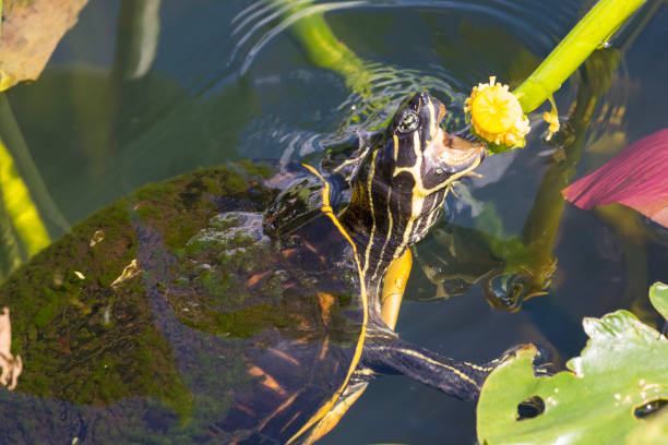 istock Redbellied Cooter Turtle - Everglades National Park 1134565872
