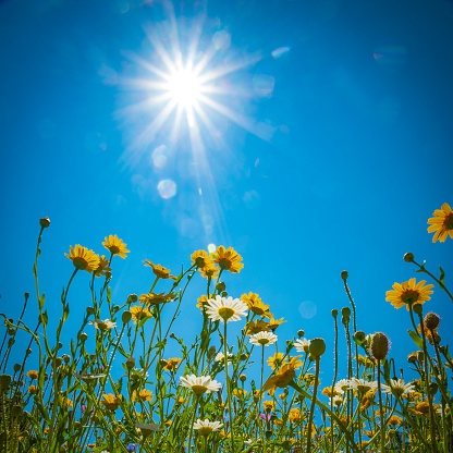 Daisies and Dandelions in a meadow under blue skies and bright sunshine