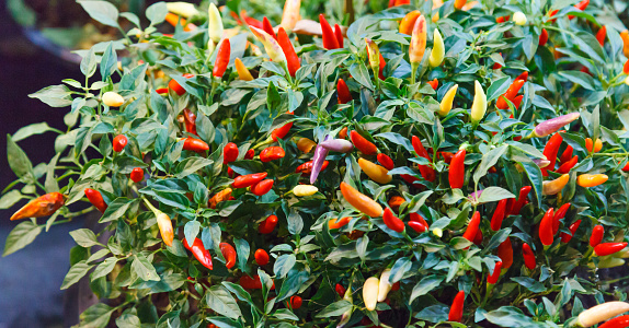 chili pepper (chile, chile pepper, chilli pepper or chilli) spicy fruit of Capsicum plants used for food and traditional medicine. Capsaicin in chilli as a spice gives heat to dishes in many cuisines
