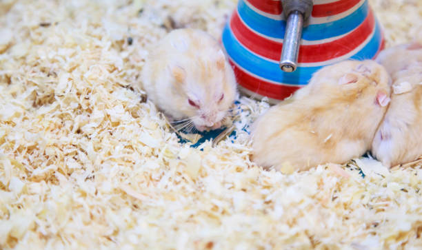 Cute Exotic Red-eyed Lilac Dwarf Campbell Hamster eating pet food. Campbell Hamster is known as Russian Dwarf, Siberian Dwarf, Siberian Hamster. Pet health care, human friend, Feeding pet concept. lindo exótico de ojos rojos lila enano campbell hámster comiendo comida para mascotas. campbell hamster es conocido como enano ruso, enano siberiano, hámster siberiano. cuidado de la salud del animal doméstico, amigo humano, concepto de animal domésti