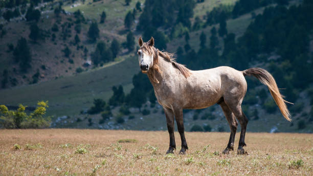 istock Wild horses - YILKI 1134566234