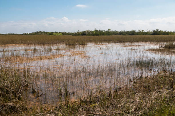 istock Shark Valley Trail Landscape - Everglades National Park 1134566338