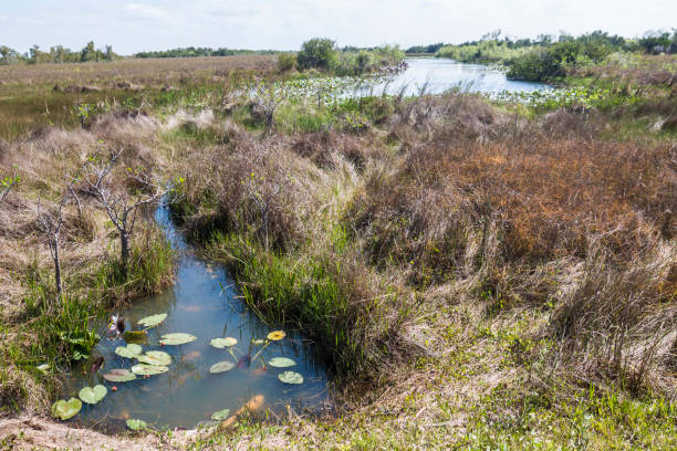 istock Shark Valley Trail Landscape - Everglades National Park 1134566367