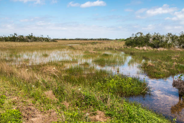 istock Shark Valley Trail Landscape - Everglades National Park 1134566371