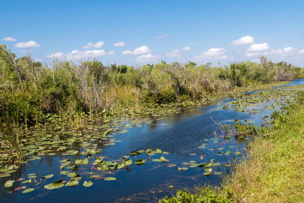 Shark Valley Trail Landscape - Everglades National Park