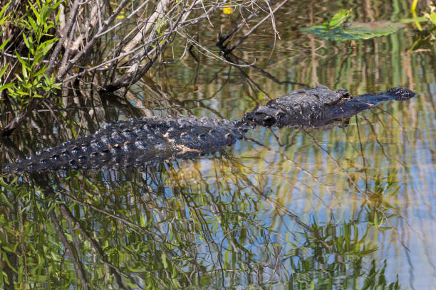 istock Wild Alligator - Everglades National Park 1134567015