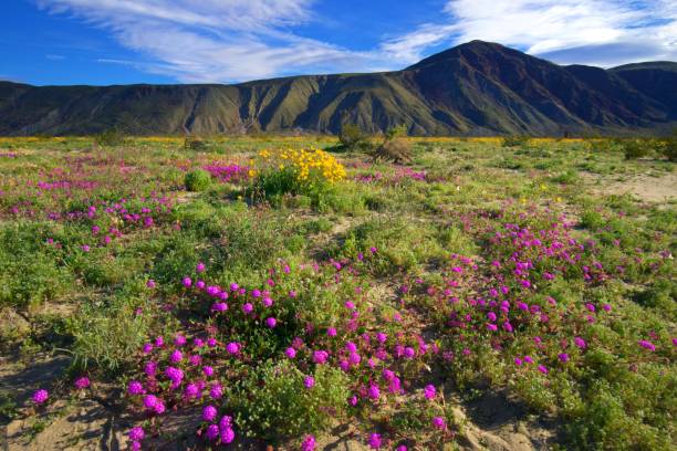 anza borrego wildblumen - wildflower california desert spring stock-fotos und bilder