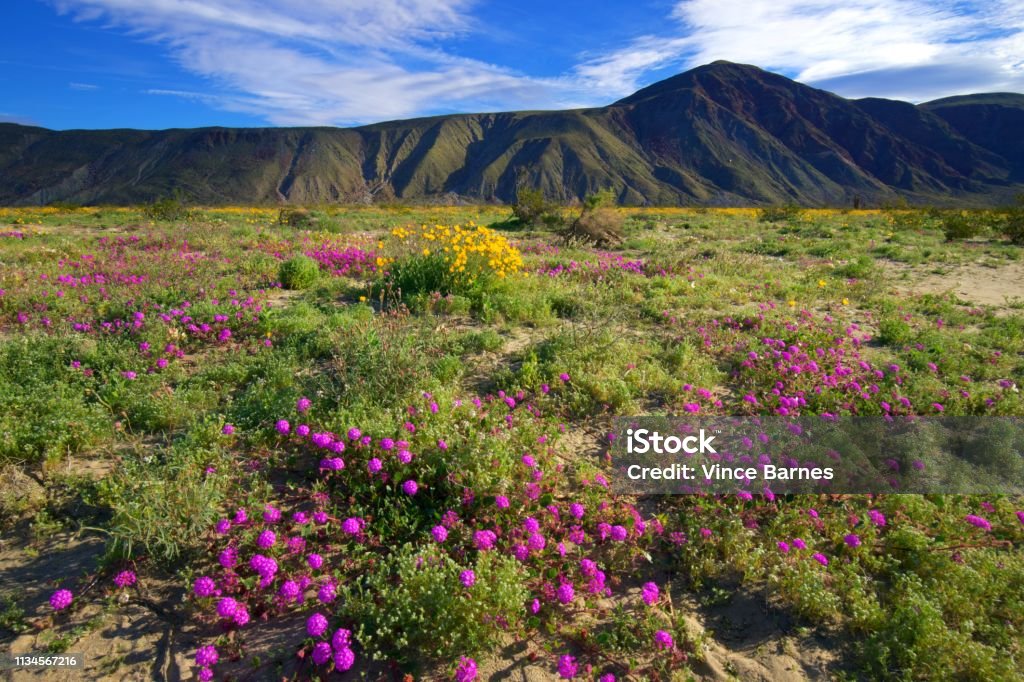 Anza Borrego Wildflowers Spring 2019 is another banner year for wildflowers in Anza Borrego Desert Park, California, USA. Anza Borrego Desert State Park Stock Photo