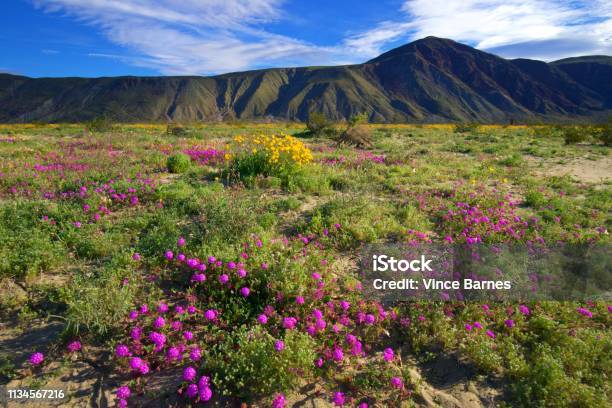 Anza Borrego Wildflowers Stock Photo - Download Image Now - Anza Borrego Desert State Park, Wildflower, Arid Climate