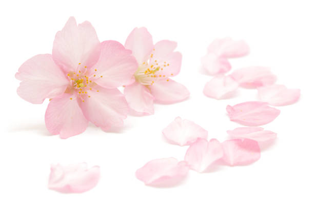 日本のピンクの桜と白い背景に孤立した花びら - 桜 花びら ストックフォトと画像