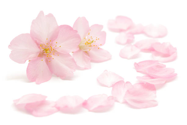 istock Japanese pink cherry blossom and petals isolated on white background 1134567236
