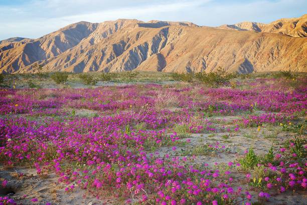 istock Anza Borrego Wildflowers 1134567271