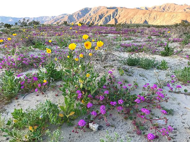 istock Anza Borrego Wildflowers 1134567291