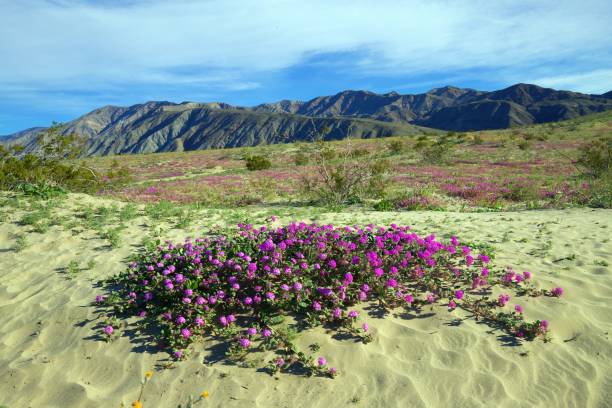 istock Anza Borrego Wildflowers 1134567341