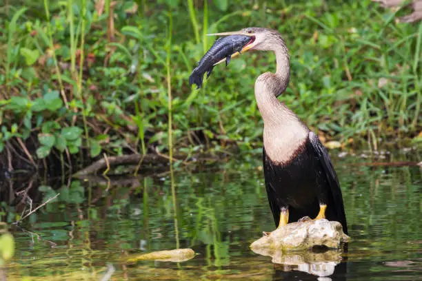 A wild anhinga bird eating a freshly caught armored catfish in Everglades National Park (Florida).