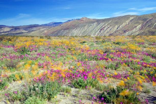 anza borrego wildblumen - wildflower california desert spring stock-fotos und bilder