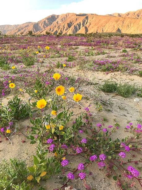 istock Anza Borrego Wildflowers 1134569431