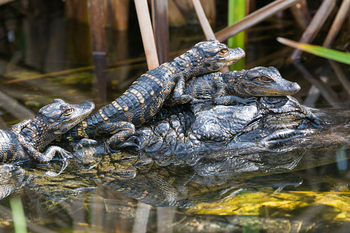 Wild baby alligators with their mother in the waters of the Shark Valley Trail in Everglades National Park (Florida).